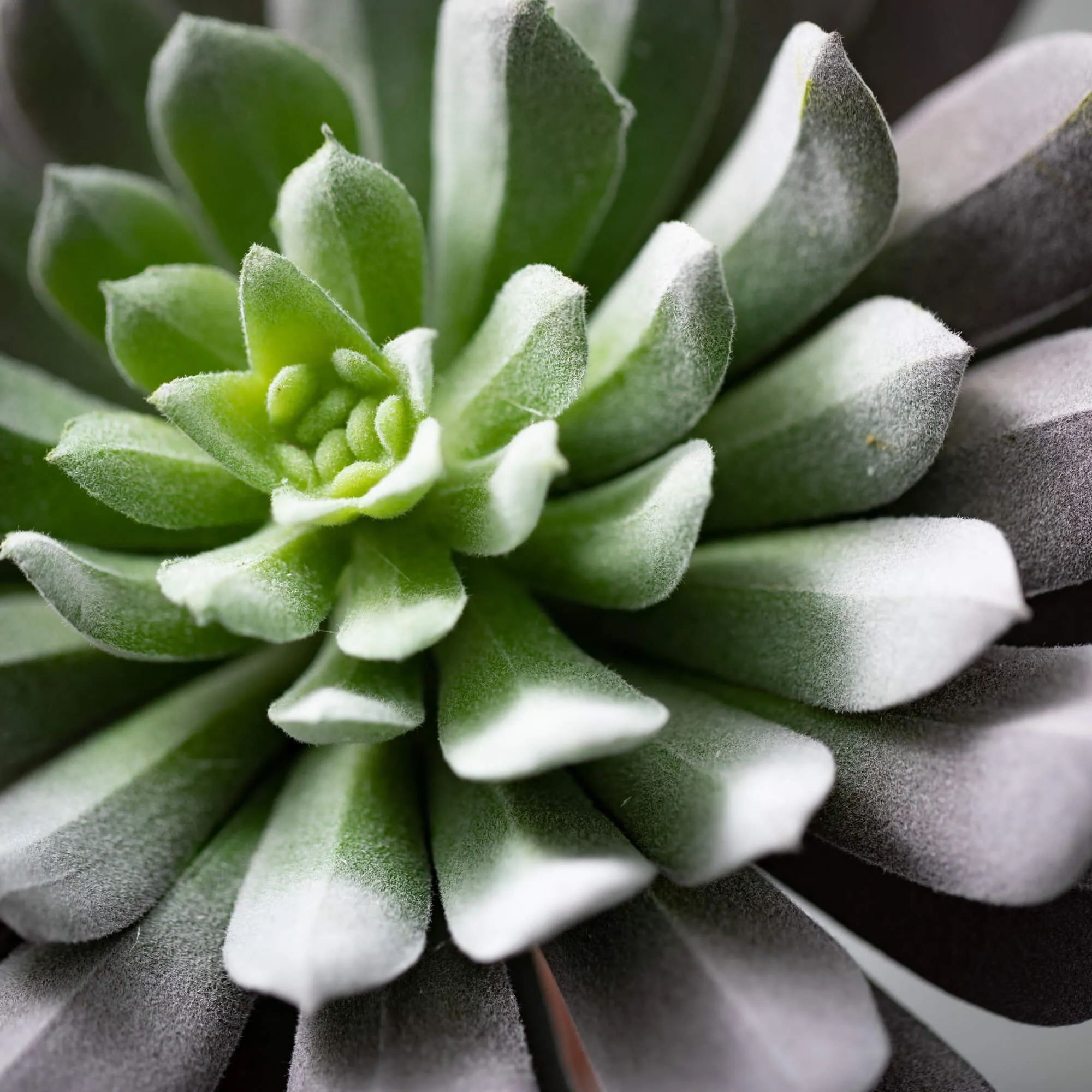 7.5"H Sullivans Sprouting Sempervivum Rote, Green