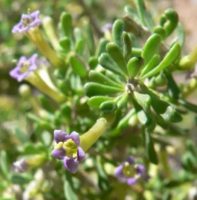 Desert Wolfberry  Lycium andersonii  100 Seeds  USA Company